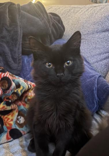 Boogie, ADOPTABLE, Kitten Male Domestic Medium Hair & Domestic Long Hair.