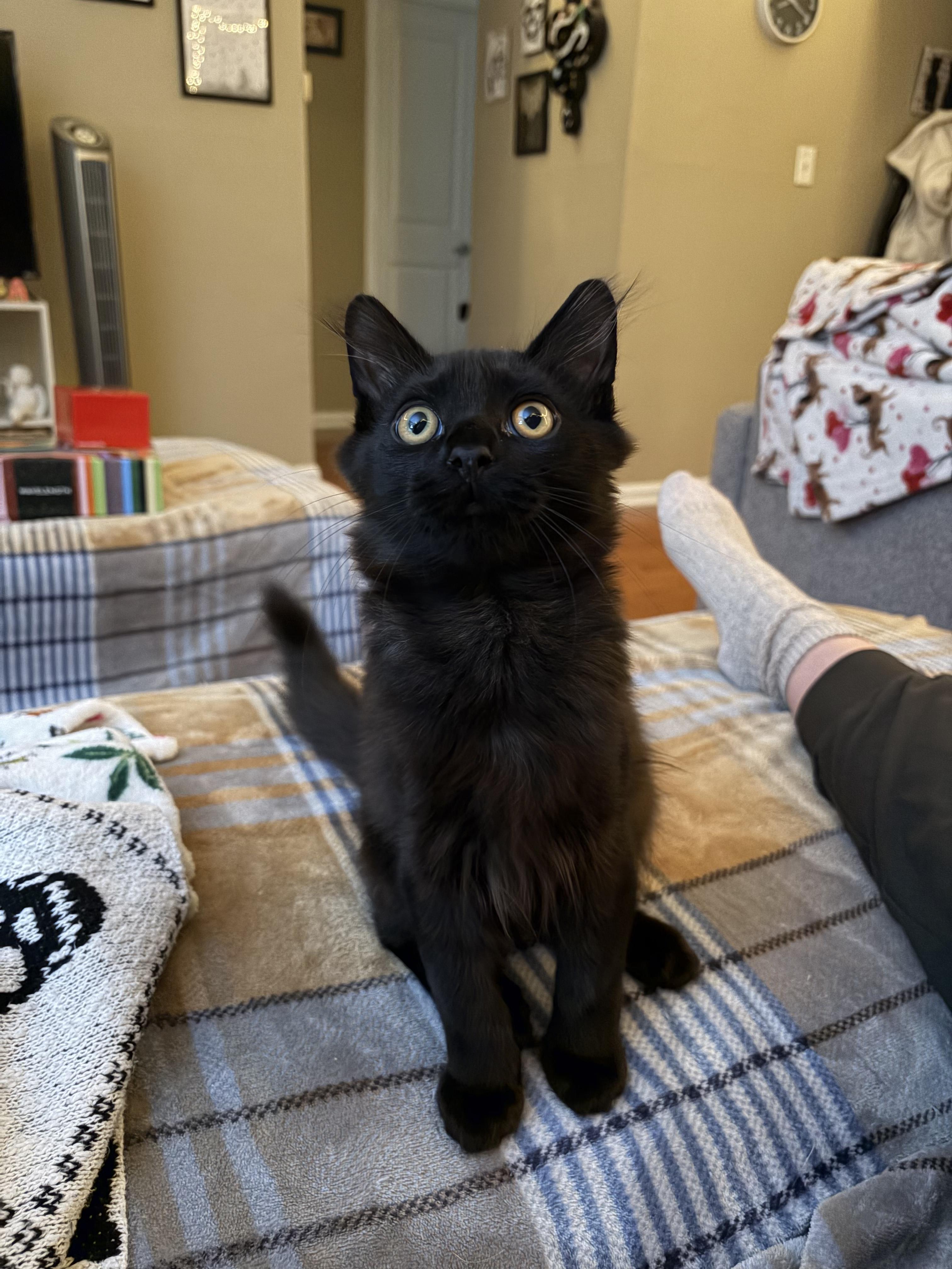 Enlarge Boogie, a ADOPTABLE mixed breed in Columbus, OH image 2/6