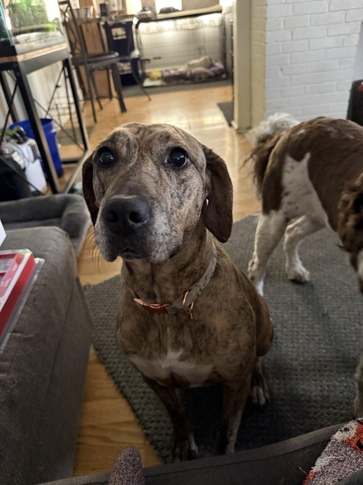 cassie, Adoptable, Adult Female Plott Hound.