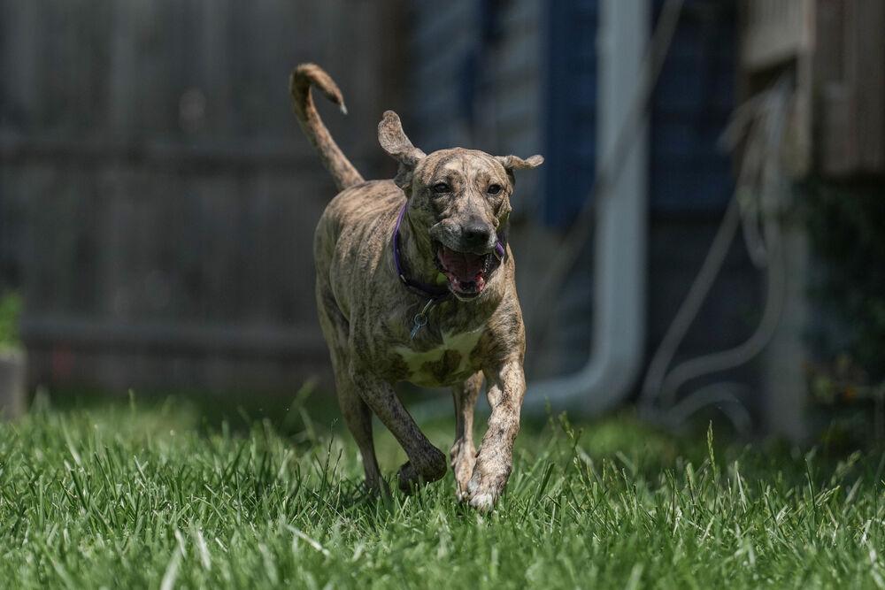 Enlarge cassie, a Adoptable mixed breed in Columbus, OH image 2/6