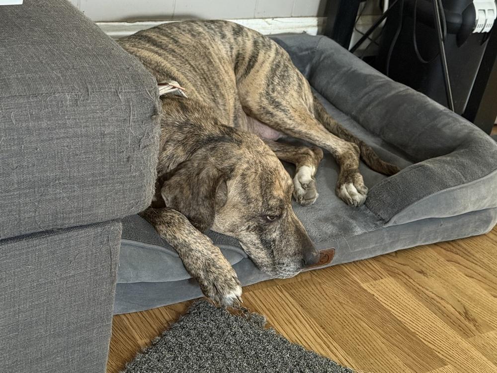 Enlarge cassie, a Adoptable mixed breed in Columbus, OH image 4/6