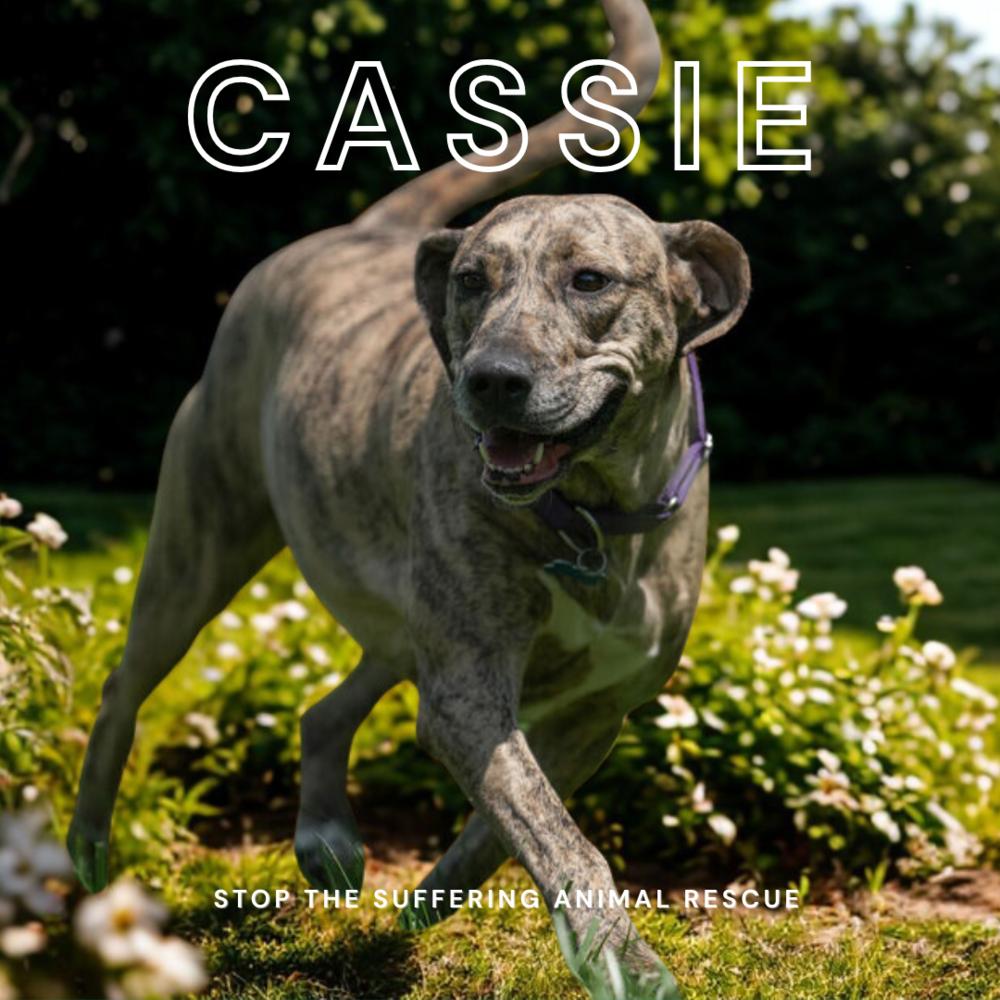 Cassie, a Adoptable mixed breed in Columbus, OH image 3/6