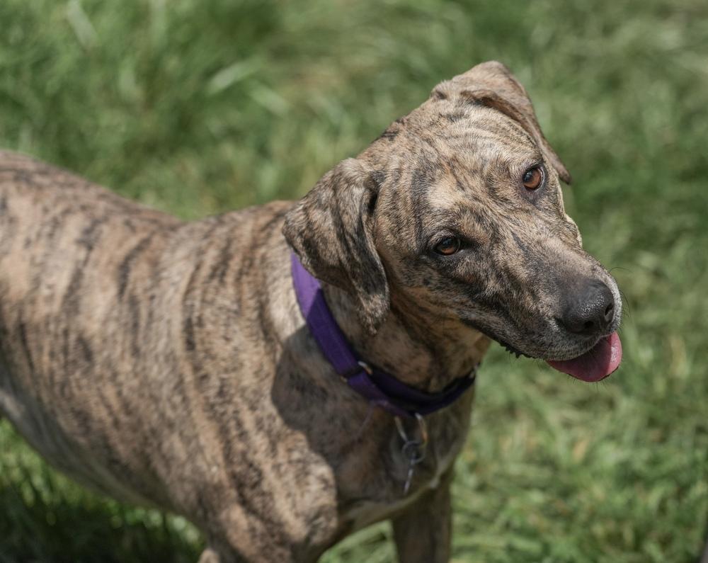 Cassie, a Adoptable mixed breed in Columbus, OH image 4/6