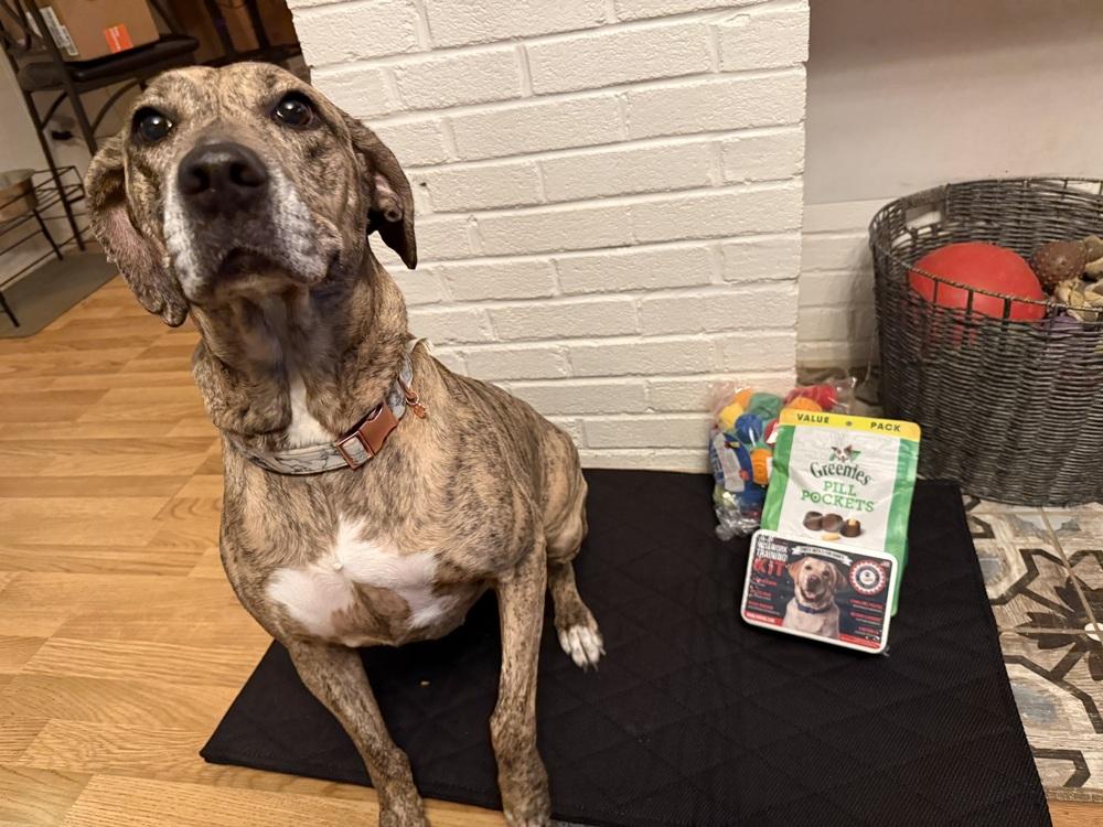 Enlarge cassie, a Adoptable mixed breed in Columbus, OH image 5/6