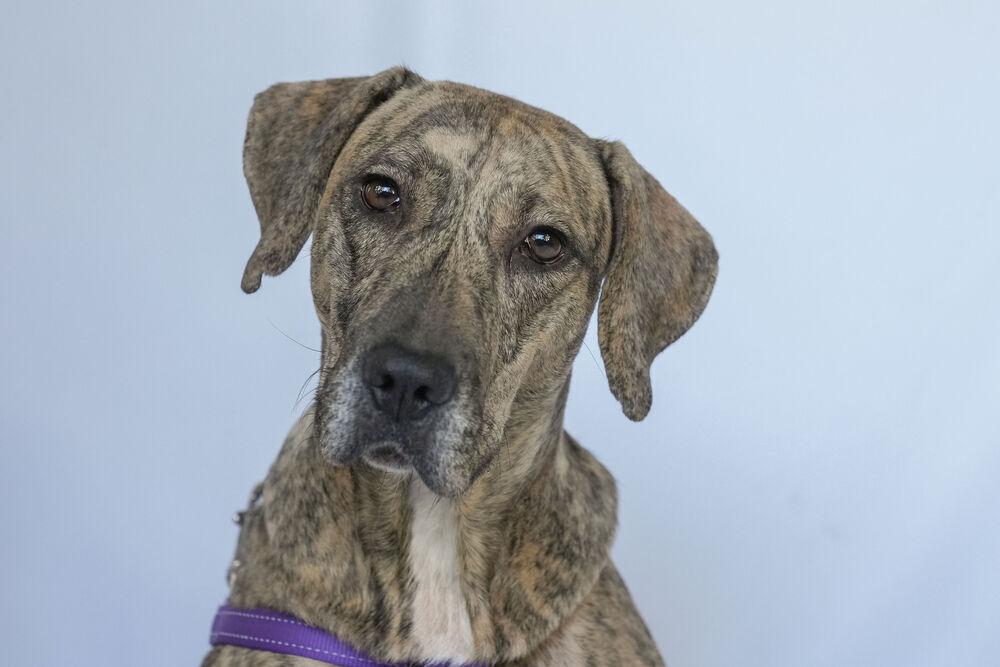 Enlarge cassie, a Adoptable mixed breed in Columbus, OH image 6/6
