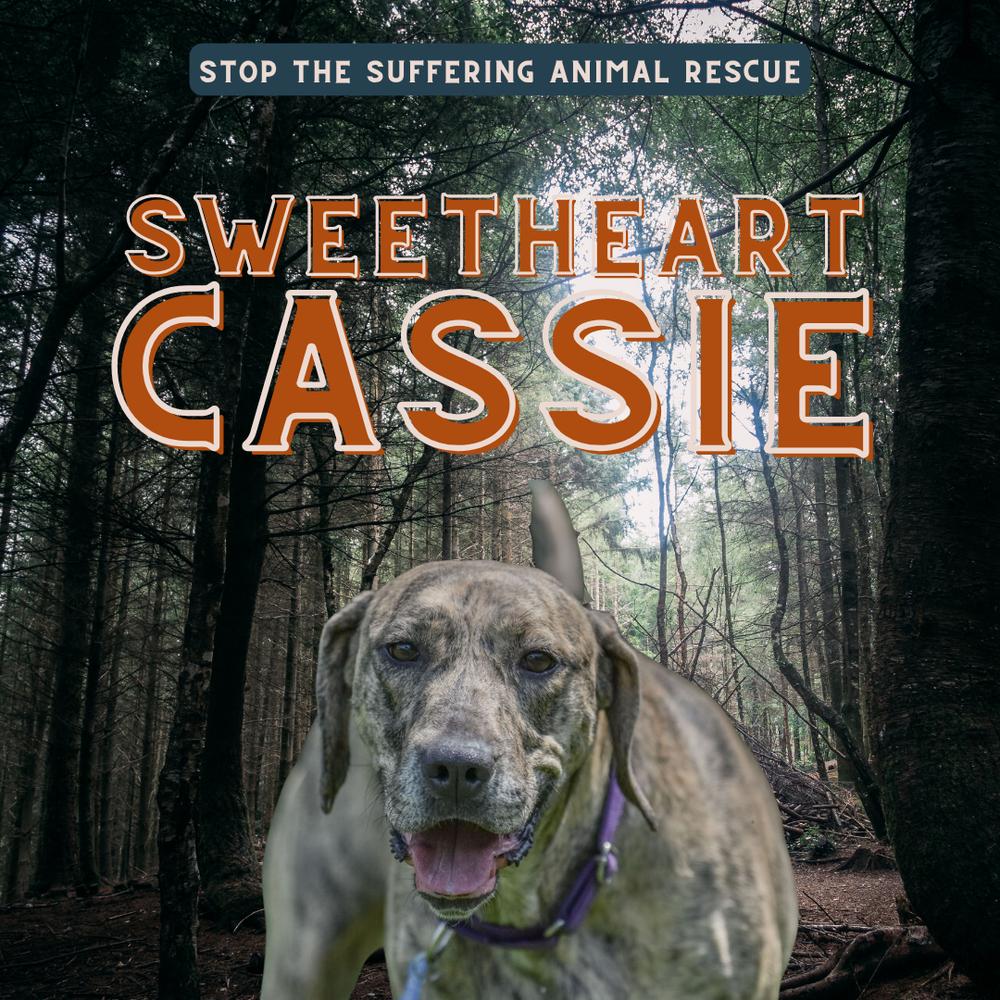 Cassie, a Adoptable mixed breed in Columbus, OH image 6/6