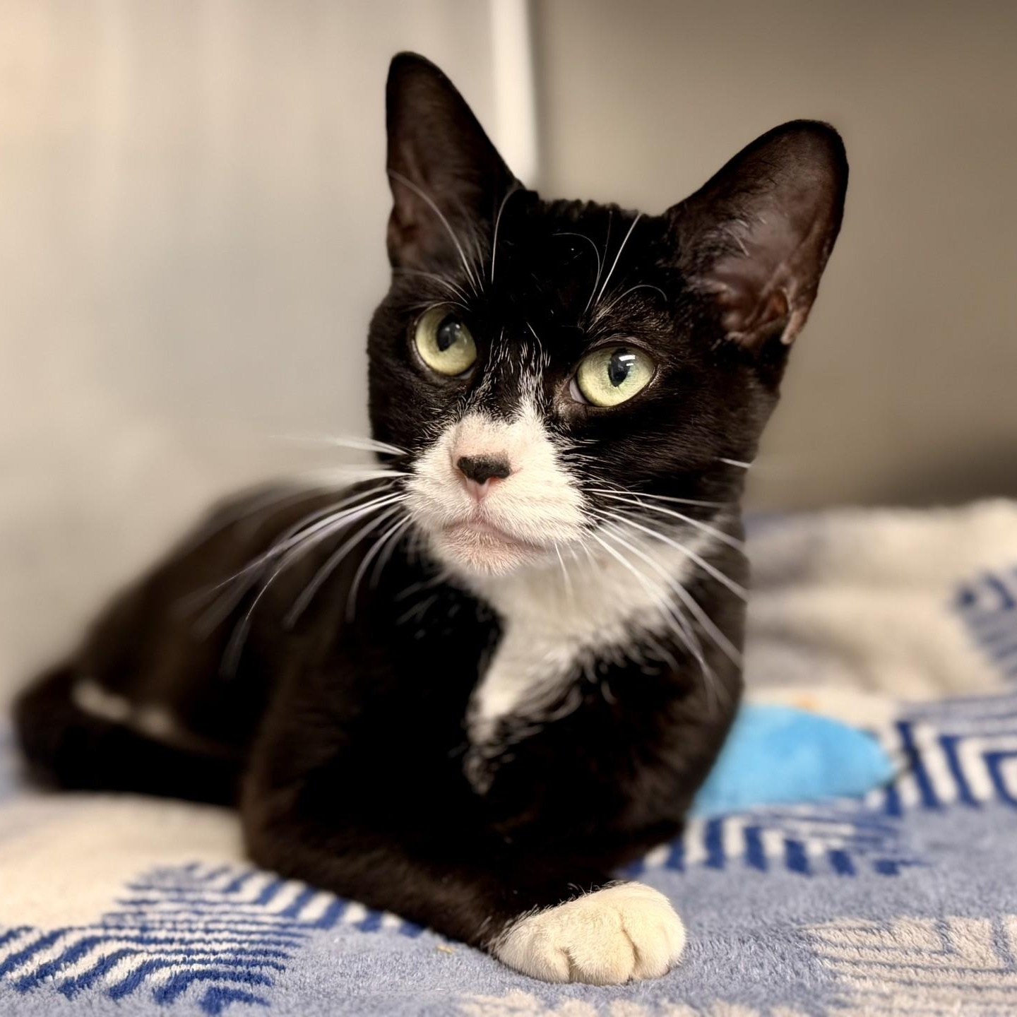 Meggy, Adoptable, Adult Female Domestic Short Hair.
