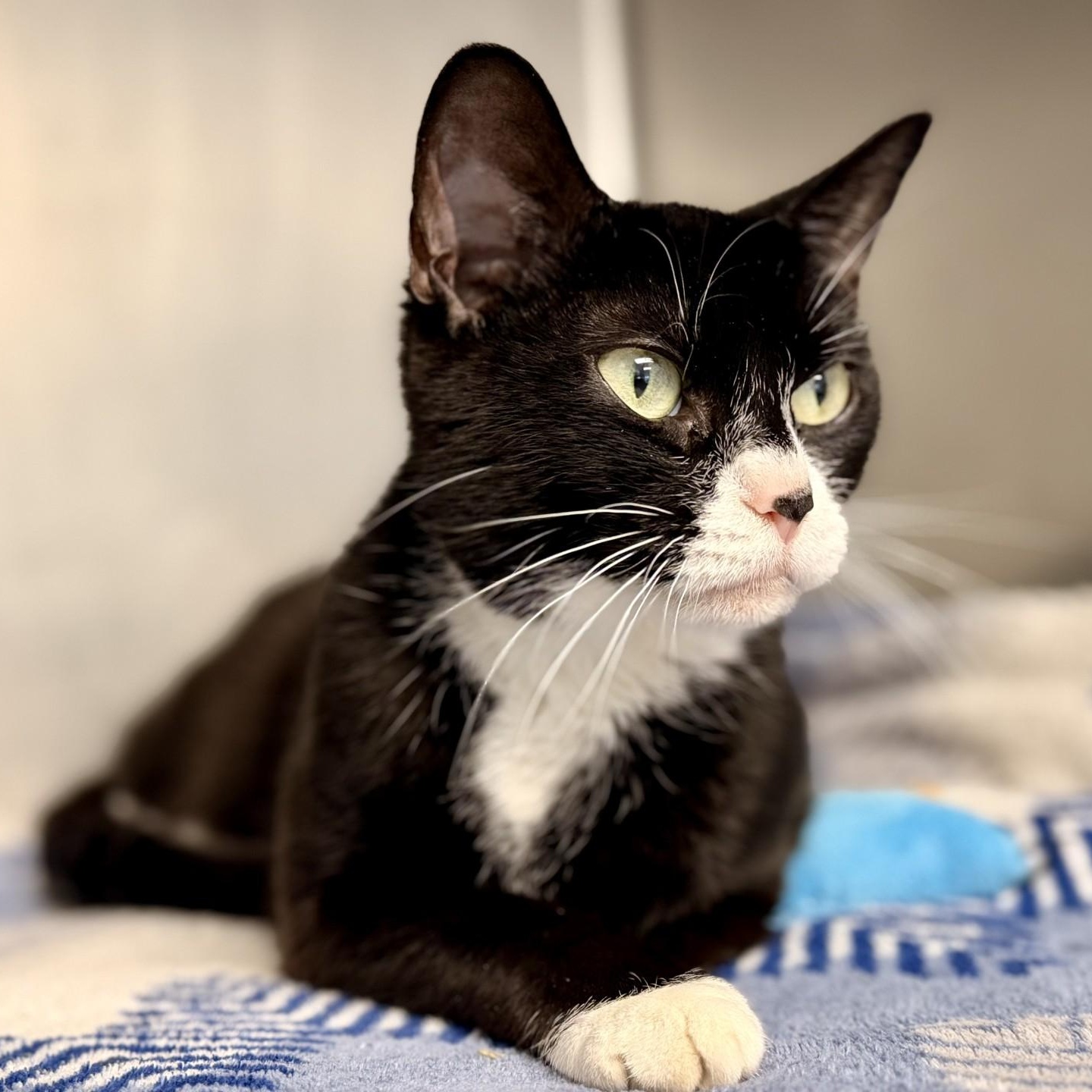 Enlarge Meggy, a Adoptable Domestic Short Hair in Manahawkin, NJ image 2/2