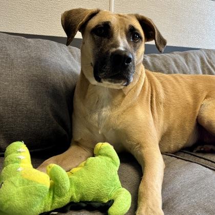 Enlarge Chevy , an adoptable Mixed Breed in Lansing, MI image 1/1