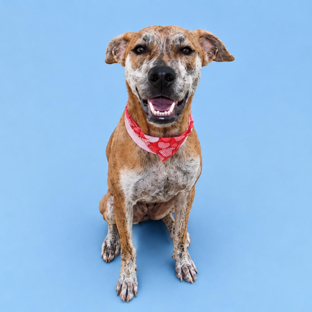 iLumi, a Adoptable Mixed Breed in Guaynabo, PR image 1/6