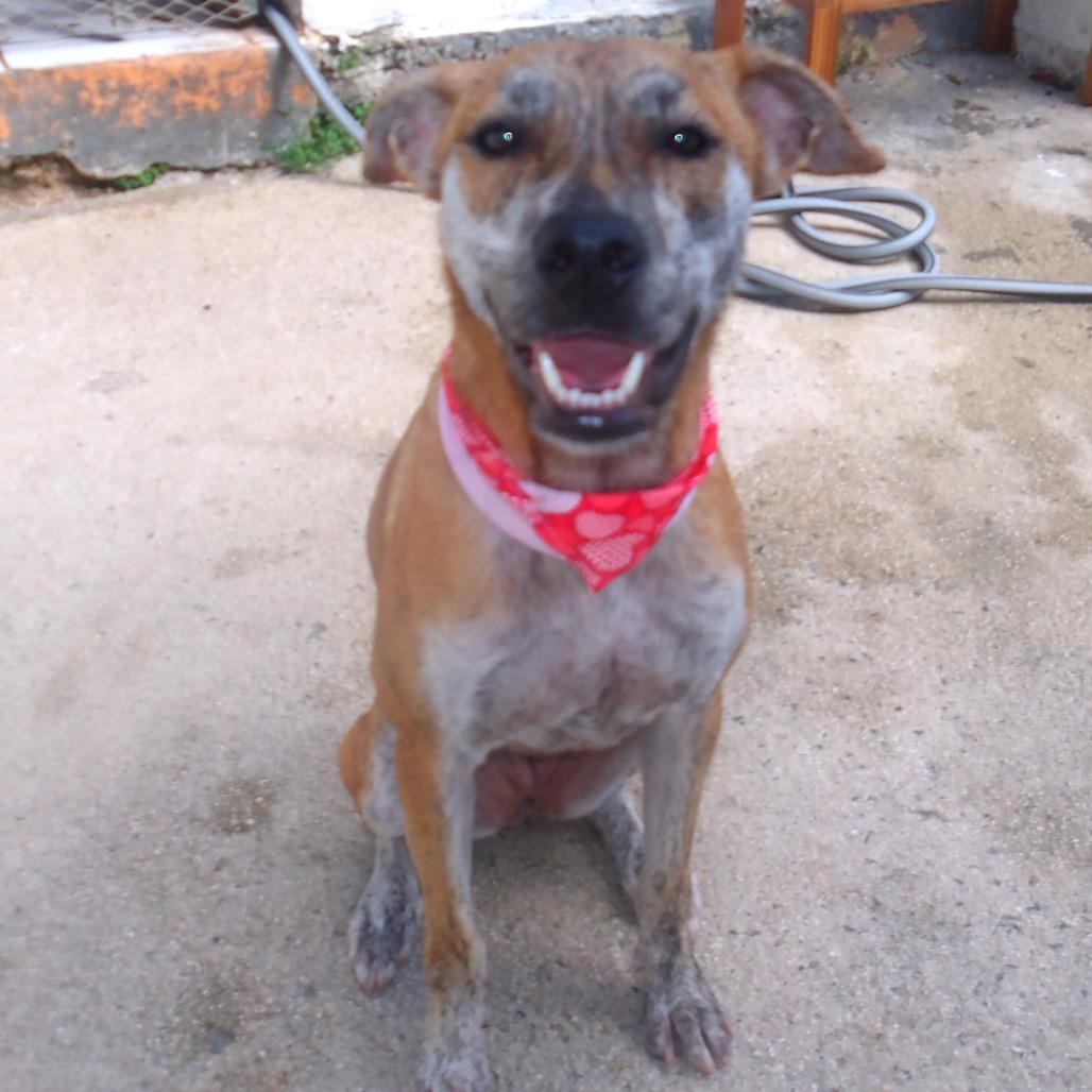 iLumi, a Adoptable Mixed Breed in Guaynabo, PR image 2/6