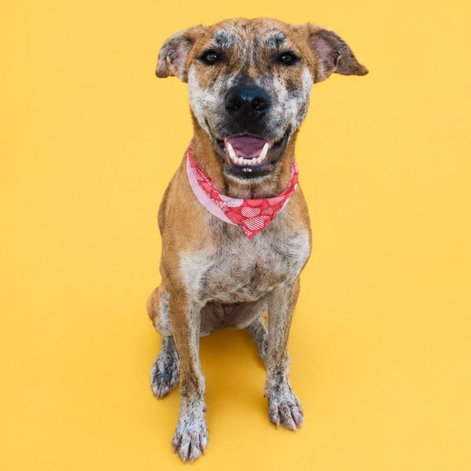 iLumi, a Adoptable Mixed Breed in Guaynabo, PR image 3/6
