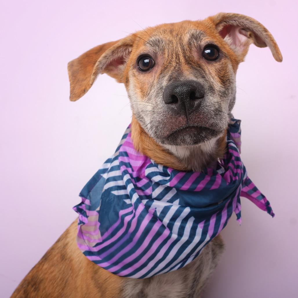 iLumi, a Adoptable Mixed Breed in Guaynabo, PR image 4/6