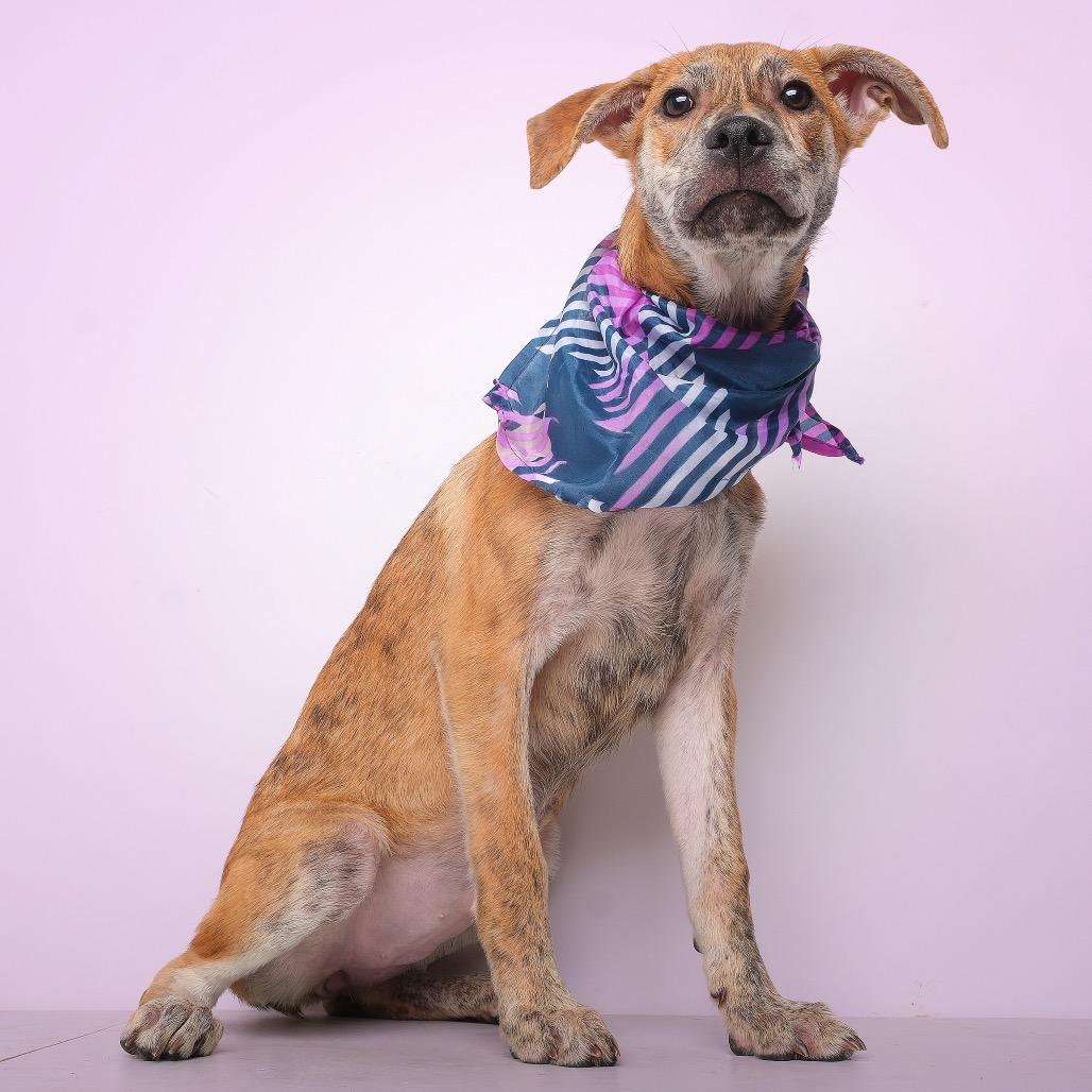 iLumi, a Adoptable Mixed Breed in Guaynabo, PR image 5/6