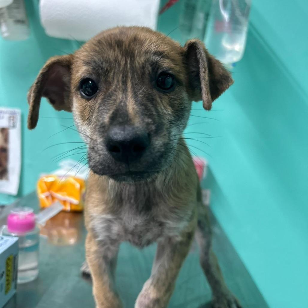 iLumi, a Adoptable Mixed Breed in Guaynabo, PR image 6/6