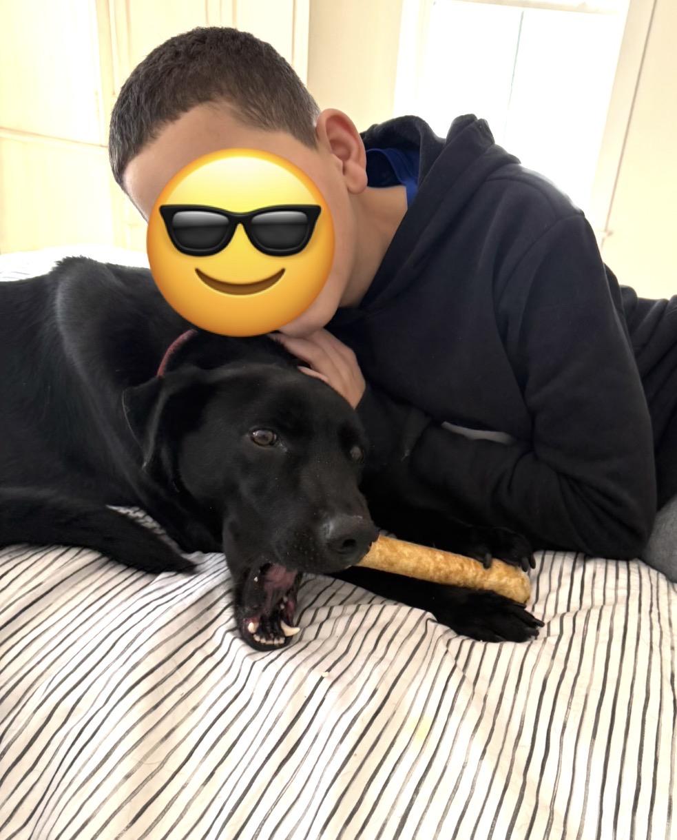 Enlarge Ella and Bear, a ADOPTABLE mixed breed in Brooks, ME image 2/6