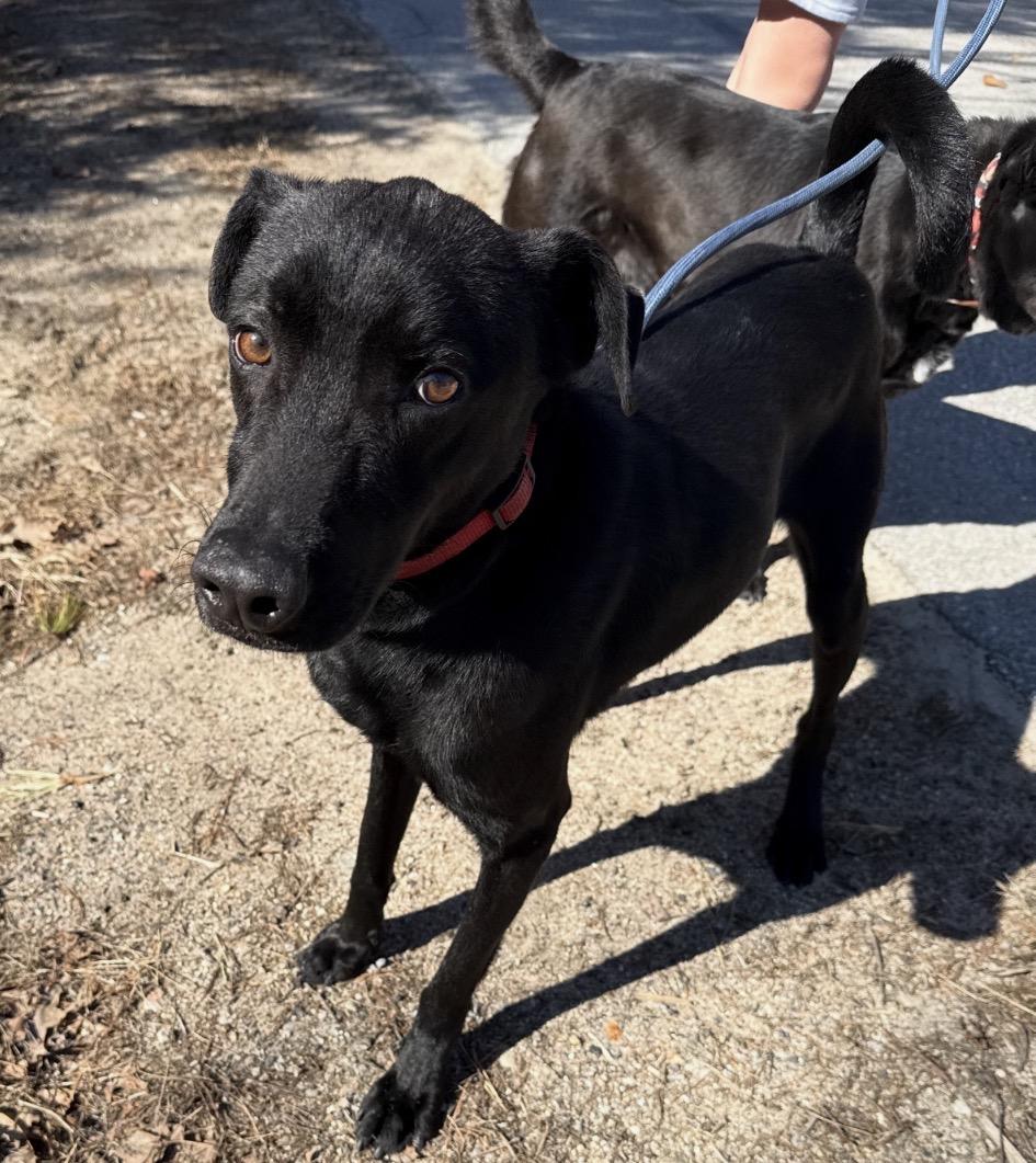 Enlarge Ella and Bear, a ADOPTABLE mixed breed in Brooks, ME image 4/6