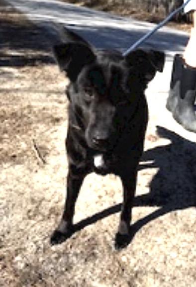 Enlarge Ella and Bear, a ADOPTABLE mixed breed in Brooks, ME image 6/6