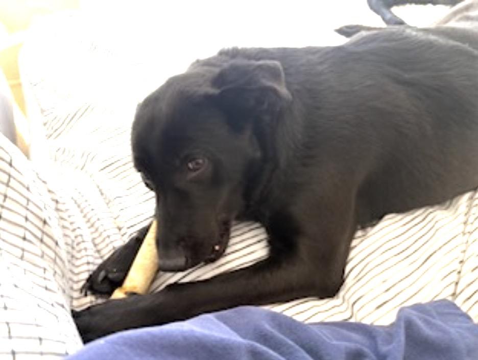 Enlarge Ella and Bear, a ADOPTABLE mixed breed in Brooks, ME image 3/6