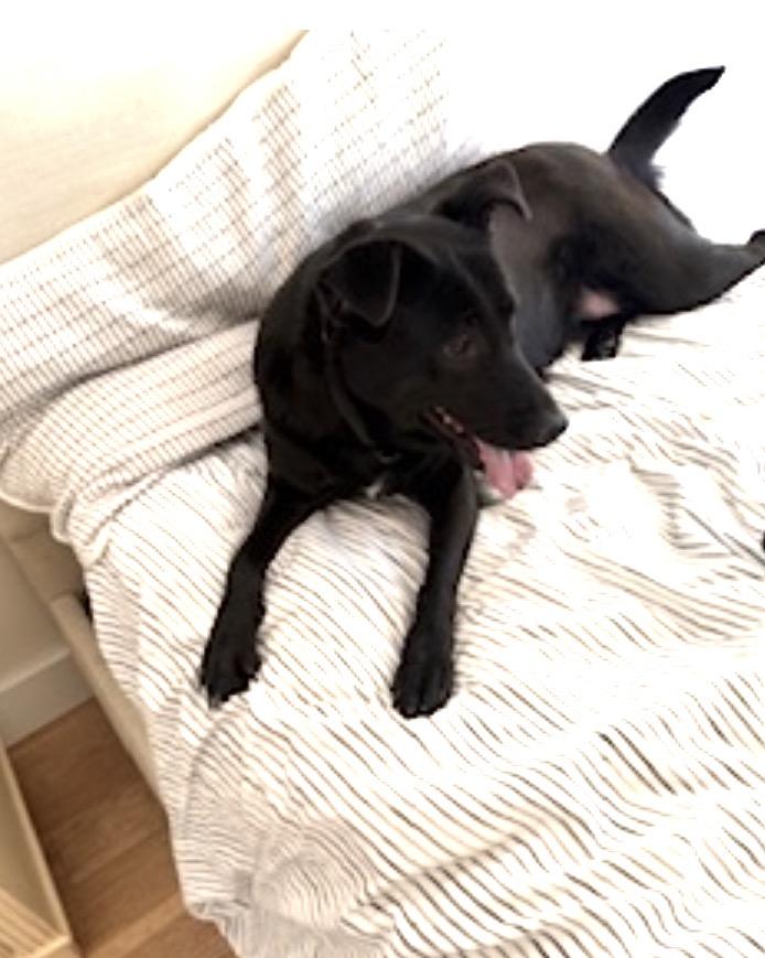 Enlarge Ella and Bear, a ADOPTABLE mixed breed in Brooks, ME image 5/6