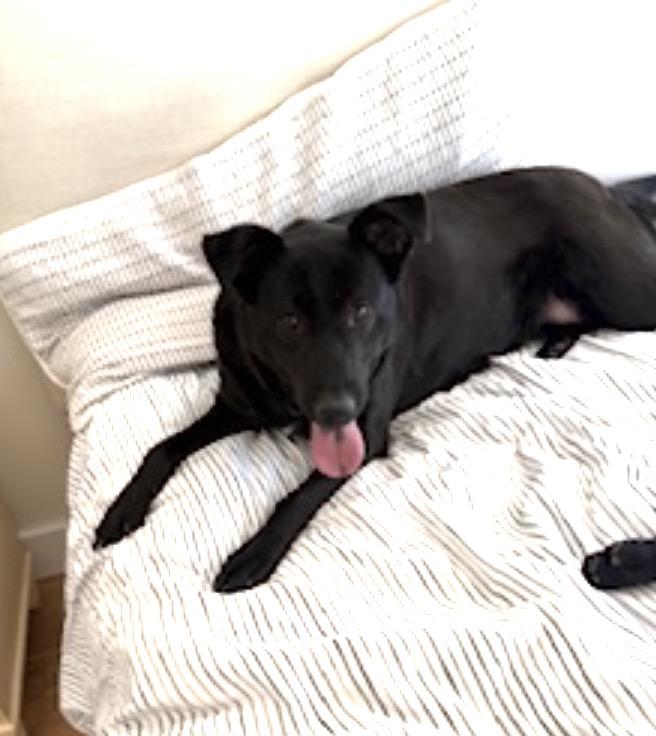 Ella and Bear, ADOPTABLE, Adult Female Mixed Breed.