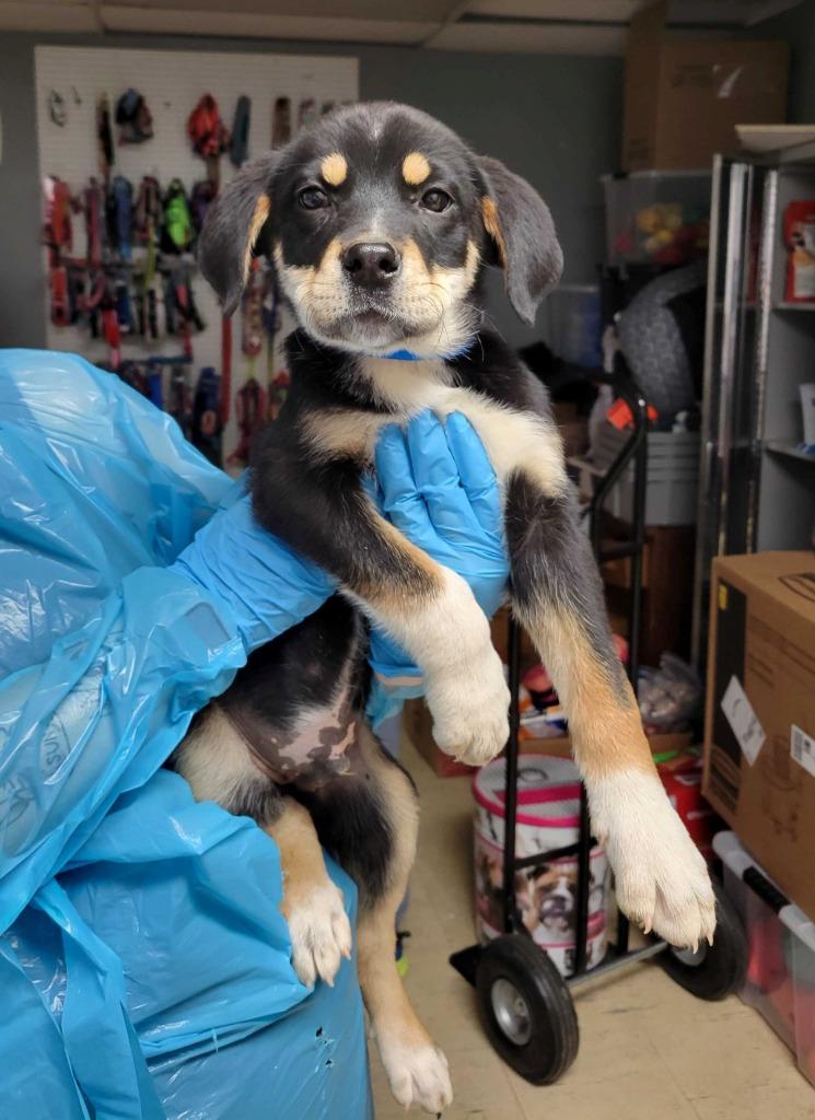 Centaur, Adopted, Young Male Mixed Breed.