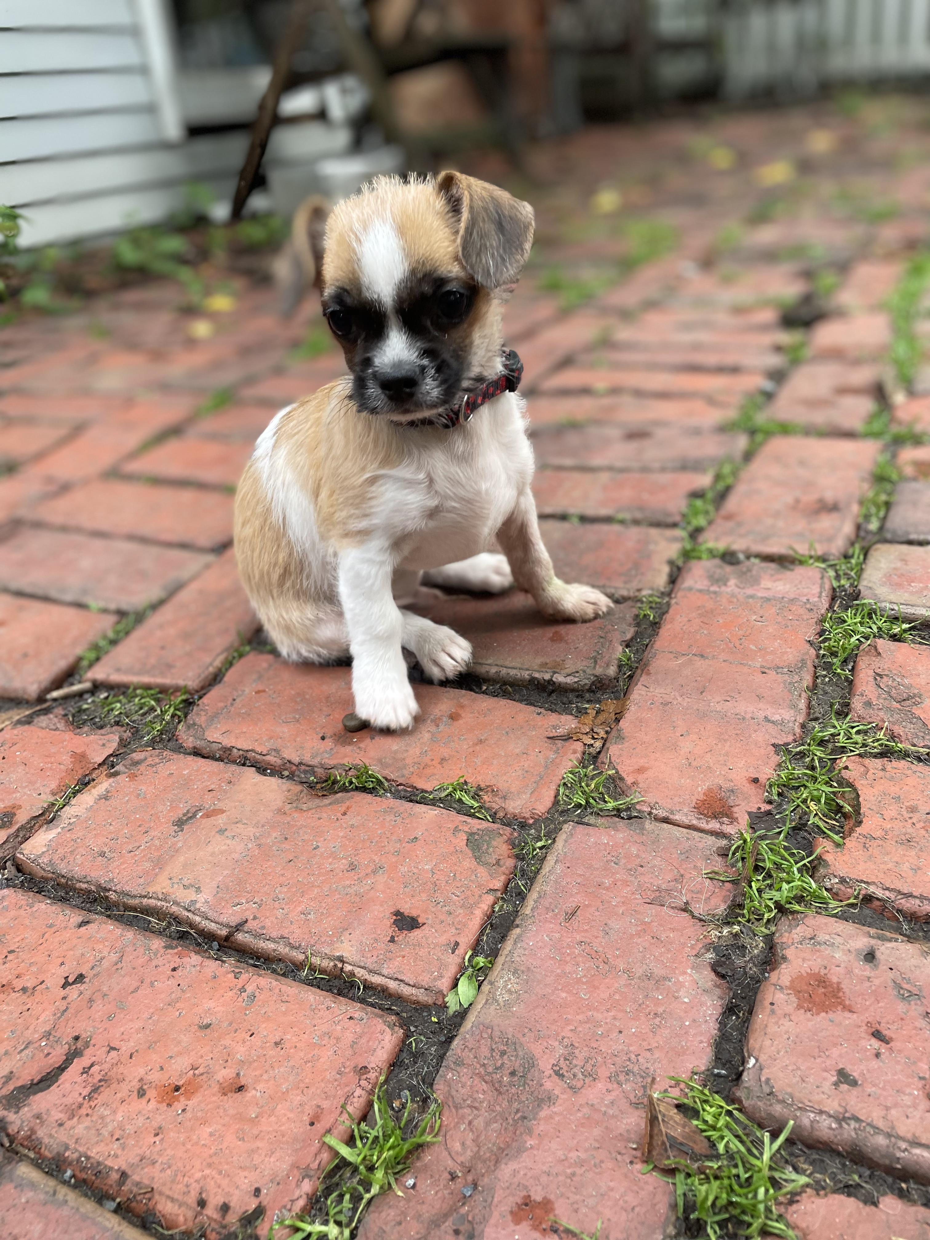 Enlarge Luigi, a Adopted mixed breed in Cleveland, OH image 3/4