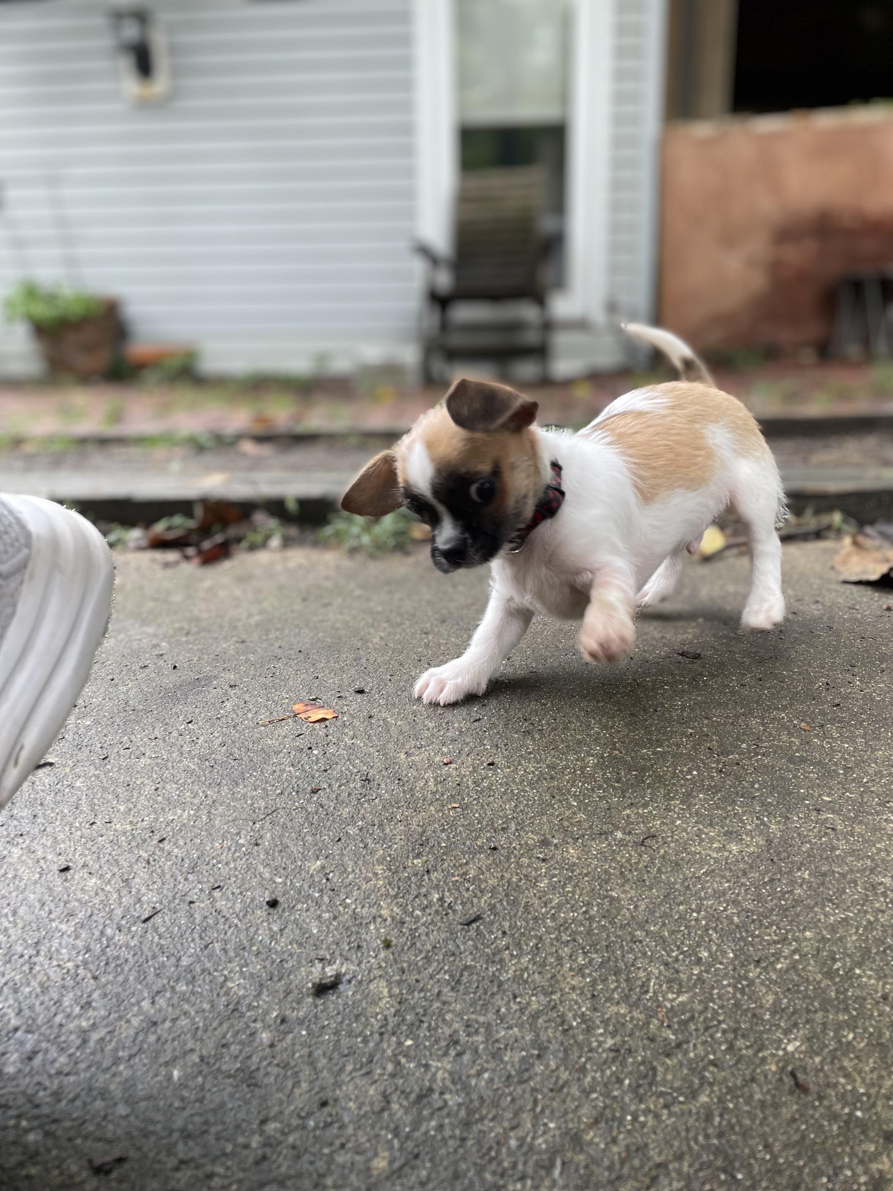 Enlarge Luigi, a Adopted mixed breed in Cleveland, OH image 4/4