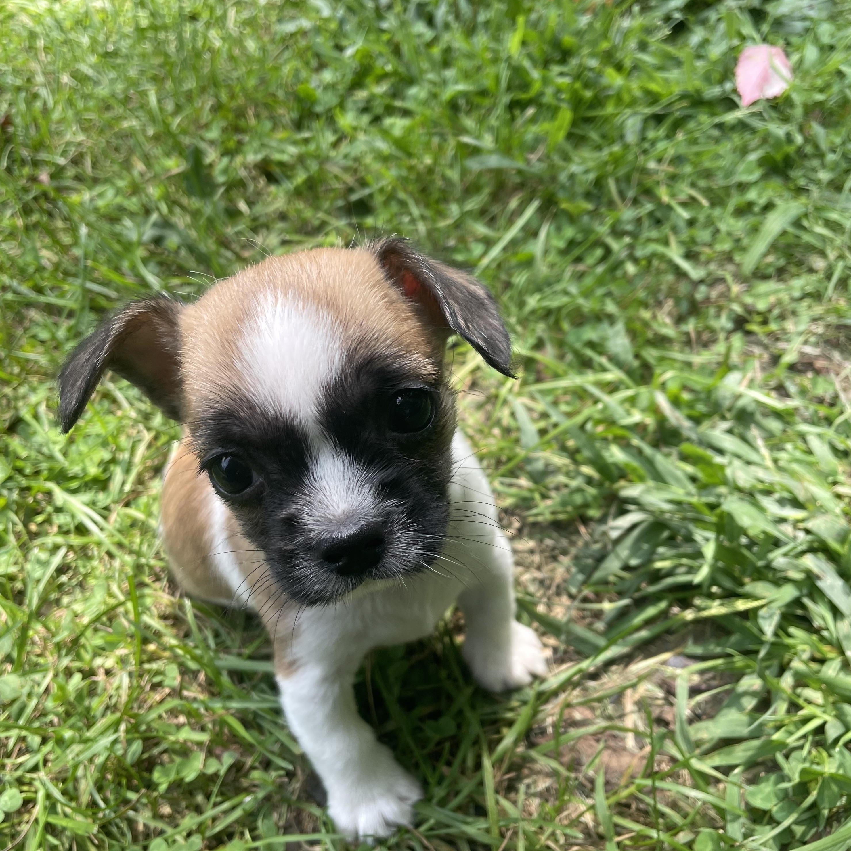 Enlarge Luigi, a Adopted mixed breed in Cleveland, OH image 2/4