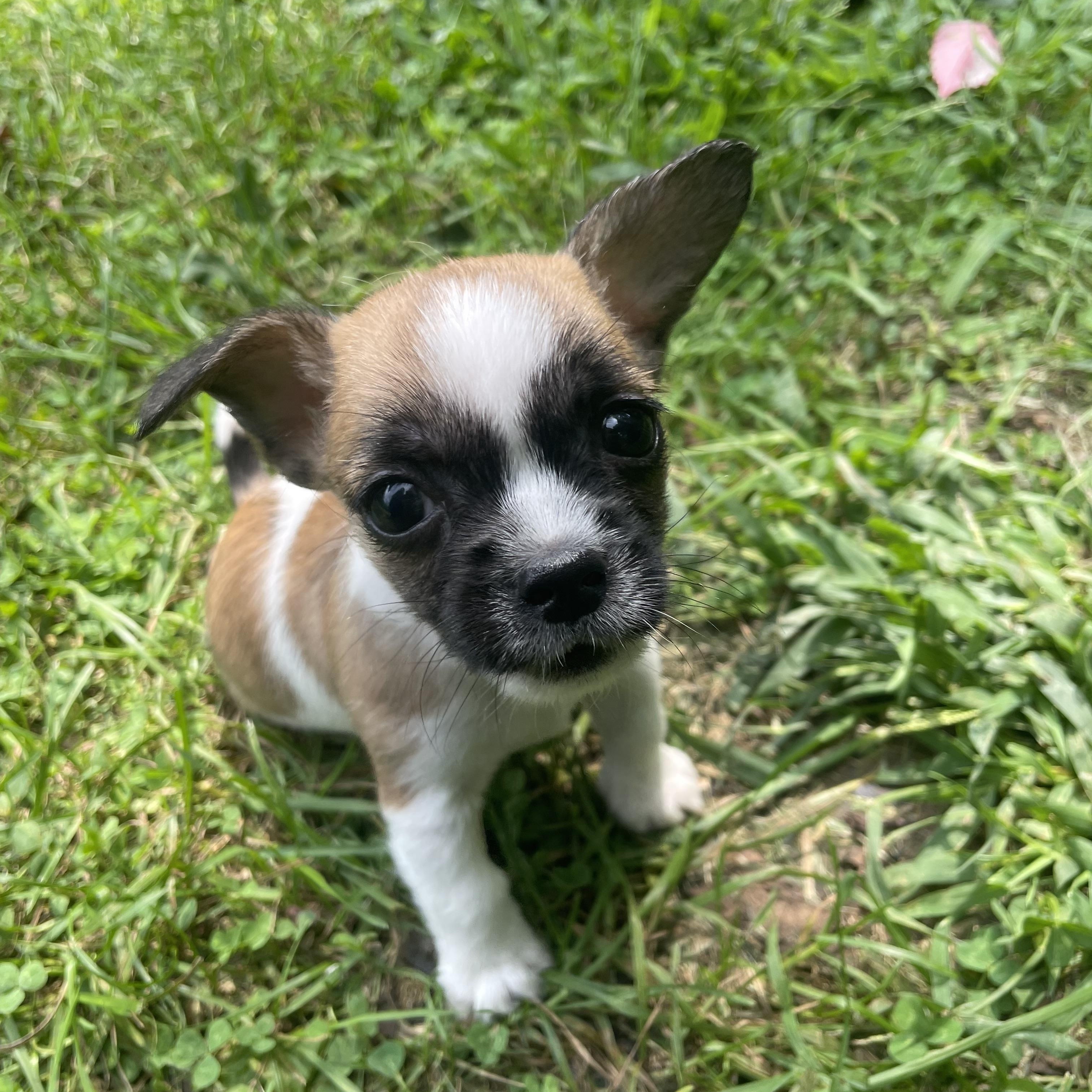 Enlarge Luigi, a Adopted mixed breed in Cleveland, OH image 1/4