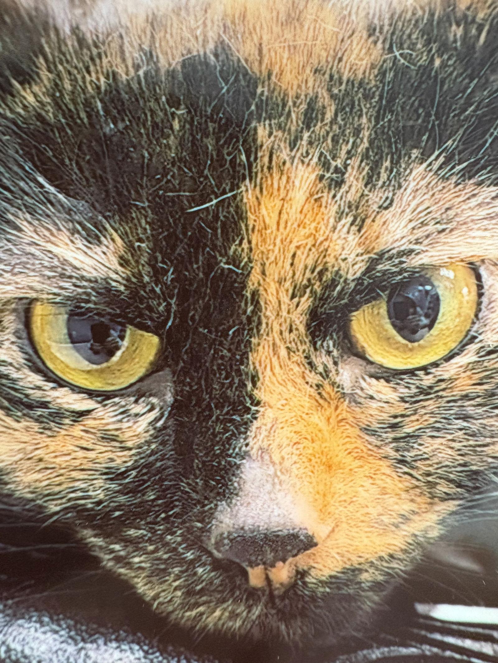 Lucy, Adoptable, Young Female Tortoiseshell & Domestic Long Hair.