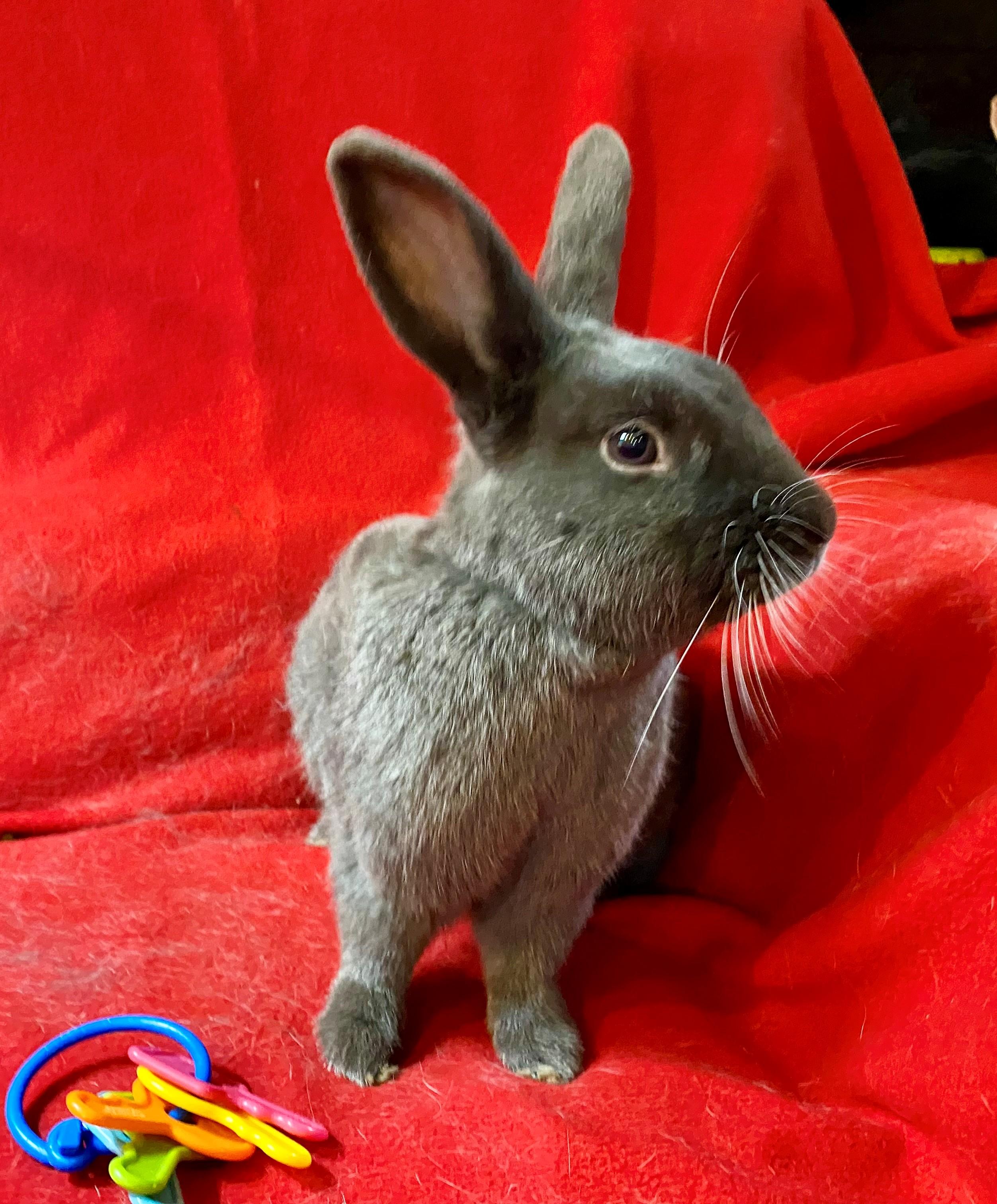 Enlarge Romeo, a ADOPTABLE American Sable in Carnation, WA image 2/3