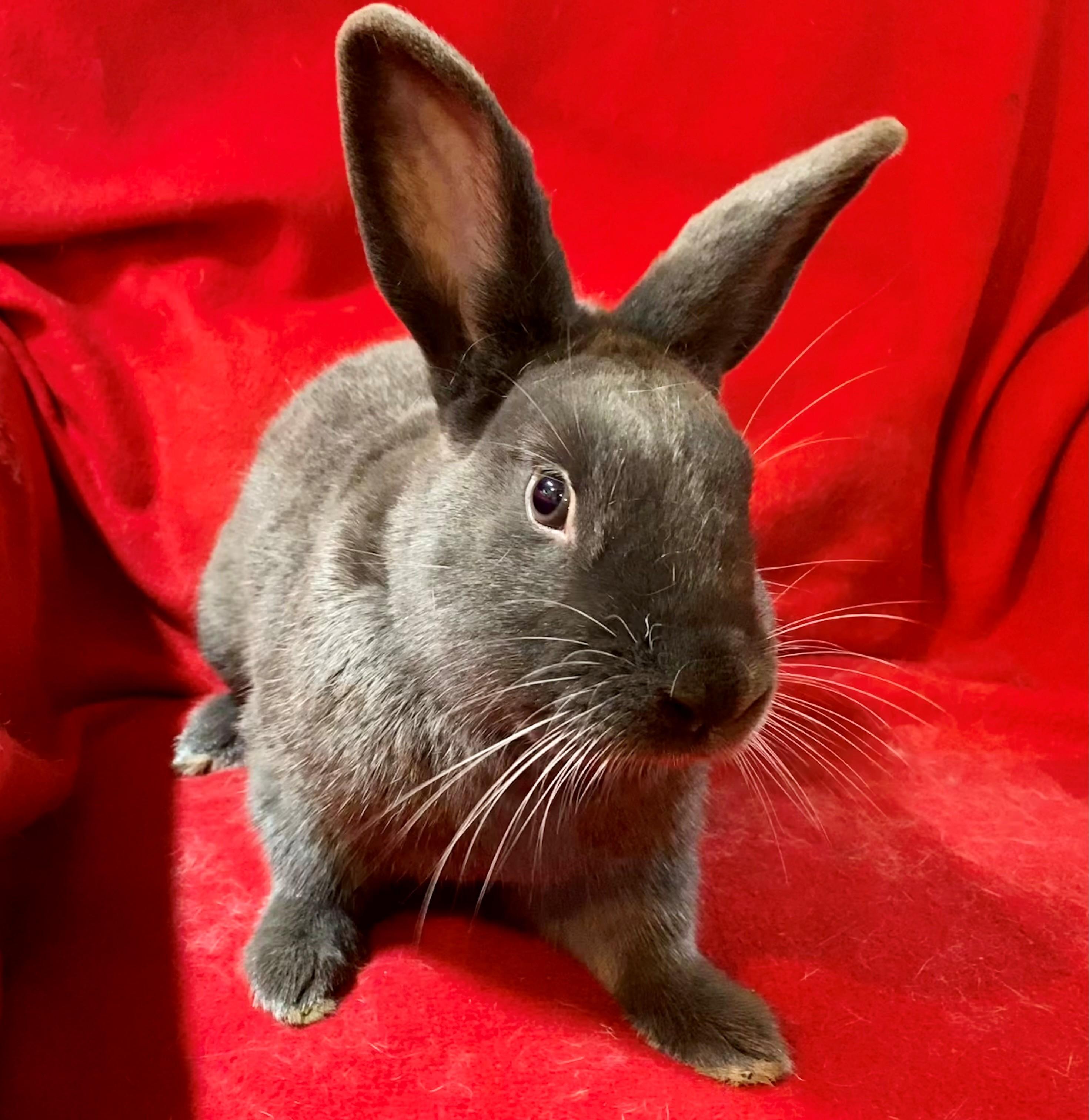 Enlarge Romeo, a ADOPTABLE American Sable in Carnation, WA image 1/3