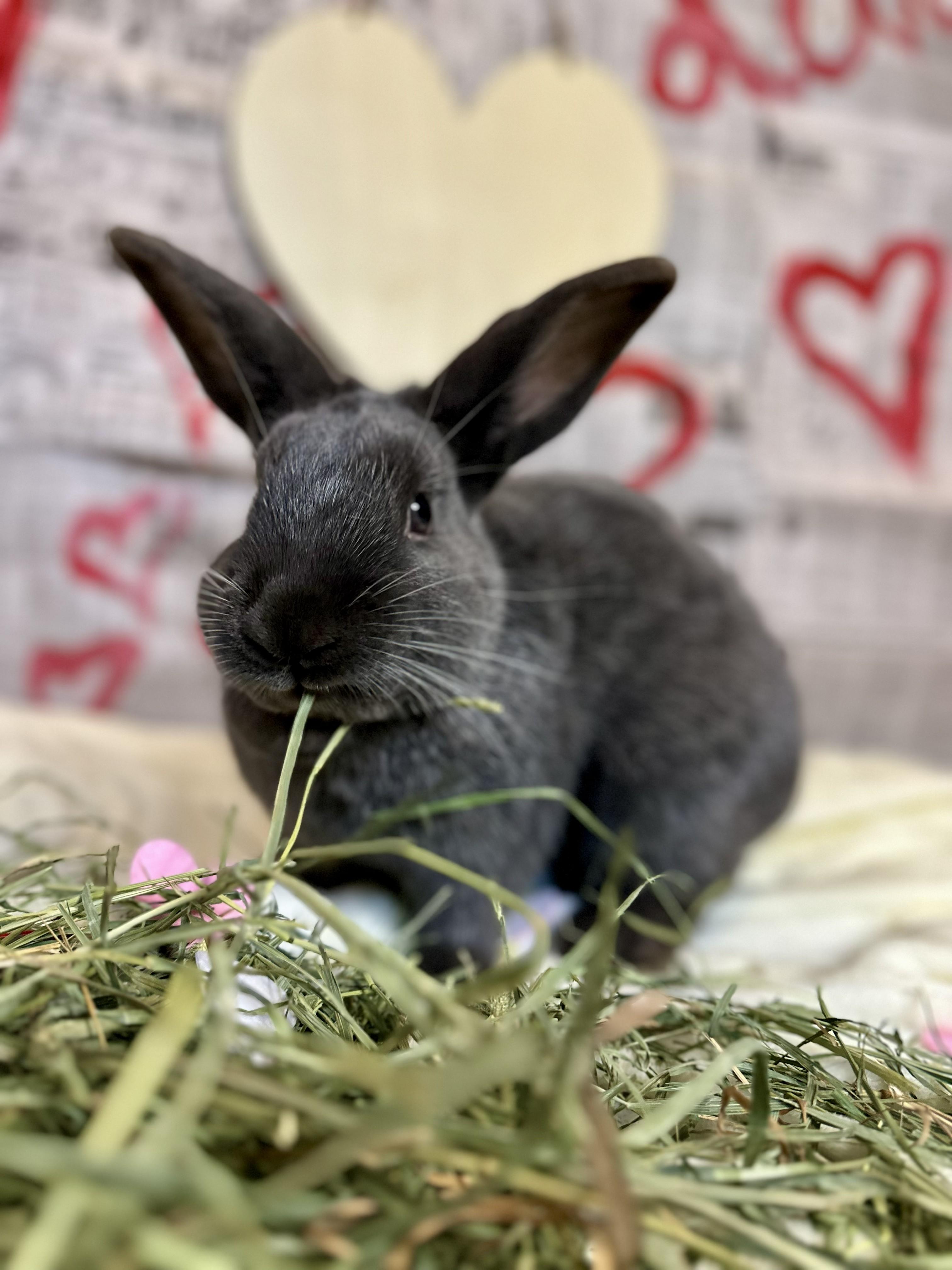 Romeo, ADOPTABLE, Adult Male American Sable.