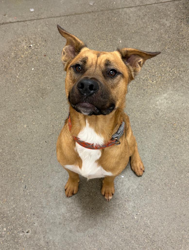 Enlarge Maxy, a Adoptable mixed breed in Greenfield, IN image 1/6