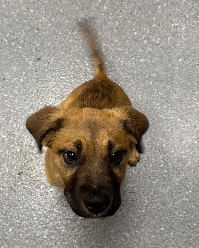 Maxy, a Adoptable mixed breed in Greenfield, IN image 1/2