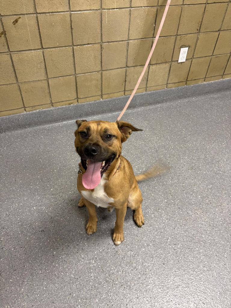 Maxy, a Adoptable mixed breed in Greenfield, IN image 2/2