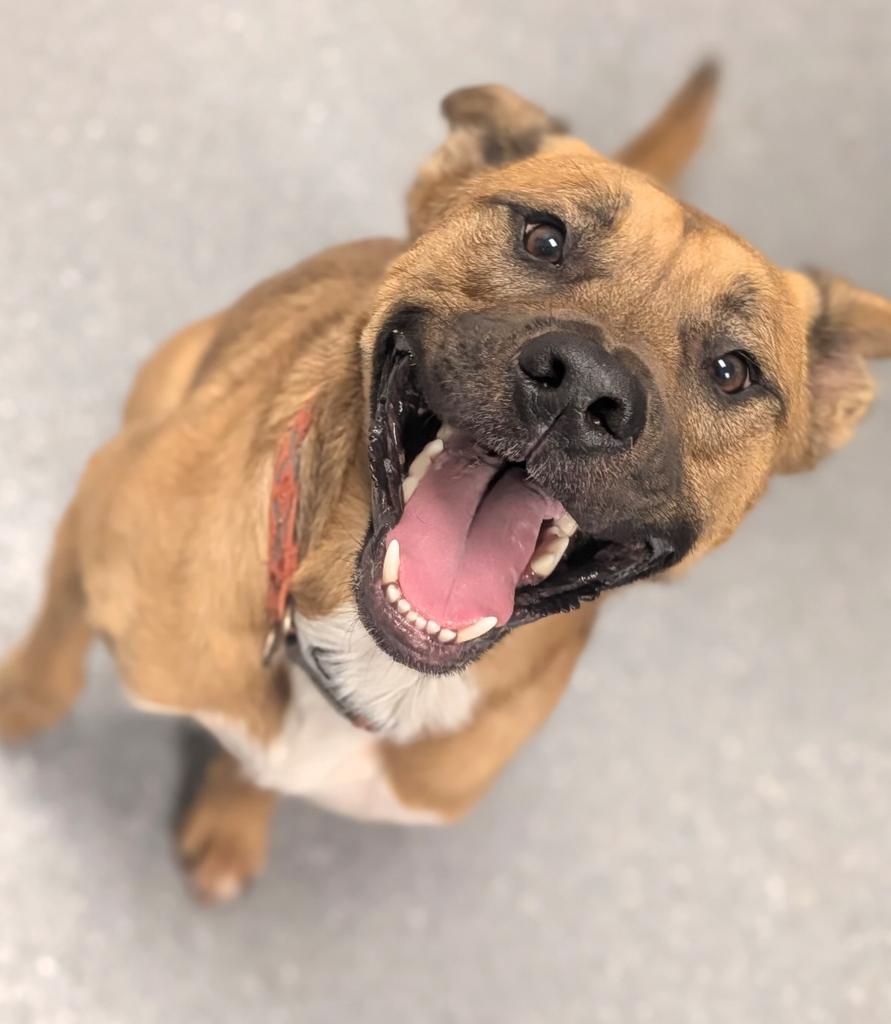 Enlarge Maxy, a Adoptable mixed breed in Greenfield, IN image 4/6