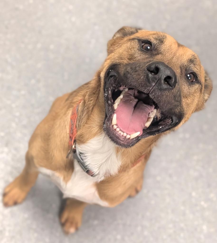 Enlarge Maxy, a Adoptable mixed breed in Greenfield, IN image 5/6