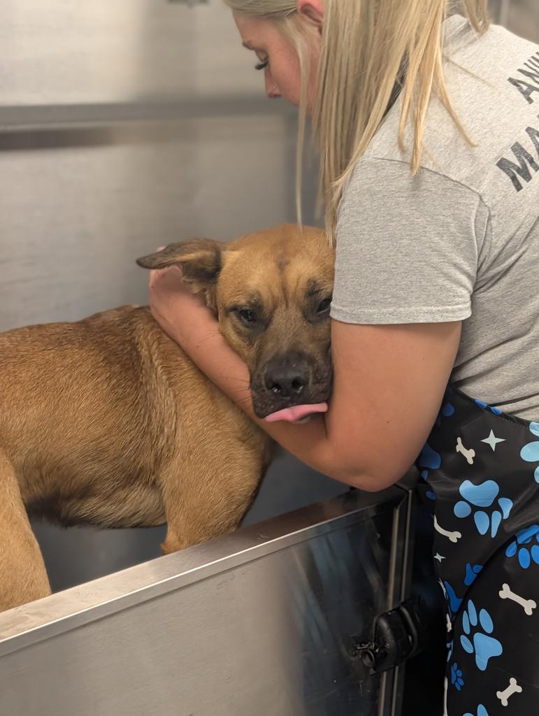 Enlarge Maxy, a Adoptable mixed breed in Greenfield, IN image 6/6