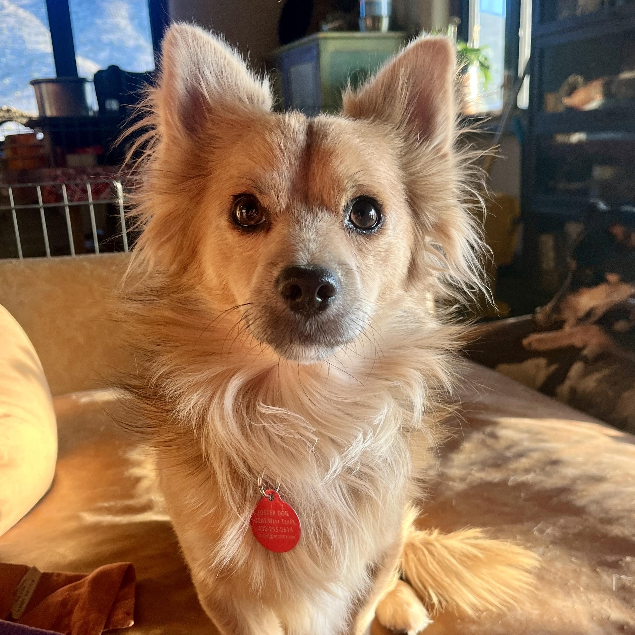 Enlarge Apple and Empire, a ADOPTABLE mixed breed in Marfa, TX image 2/6