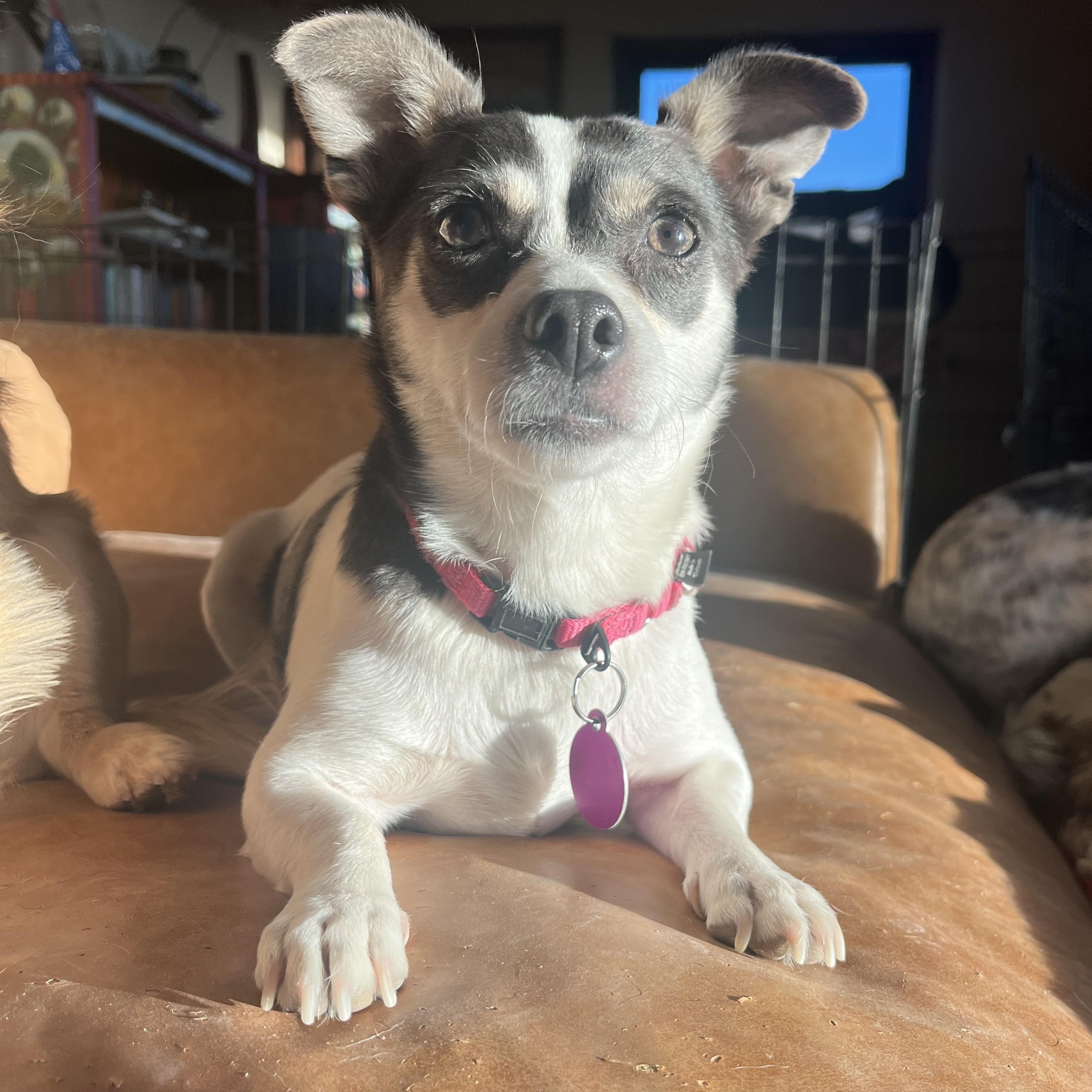 Enlarge Apple and Empire, a ADOPTABLE mixed breed in Marfa, TX image 3/6