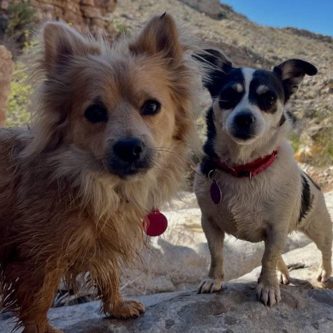 Enlarge Apple and Empire, a ADOPTABLE mixed breed in Marfa, TX image 4/6