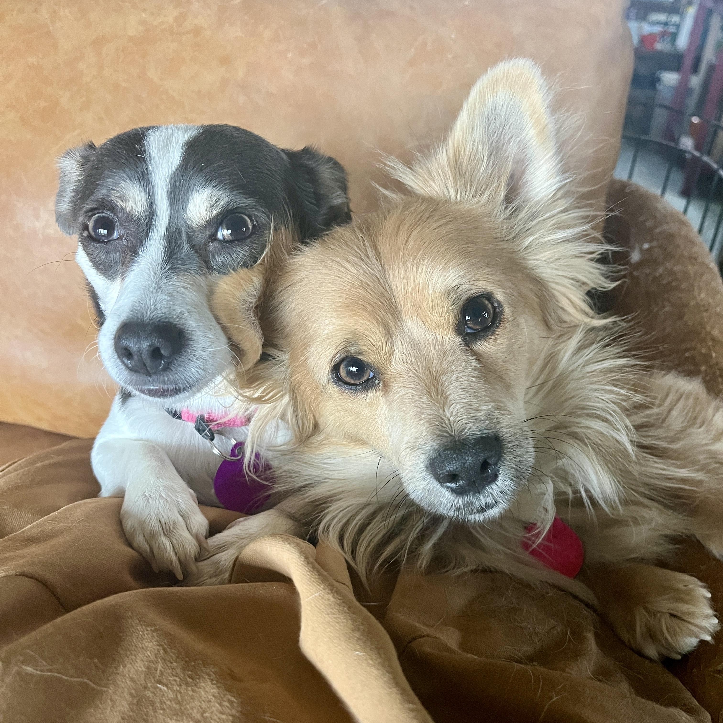 Enlarge Apple and Empire, a ADOPTABLE mixed breed in Marfa, TX image 4/6