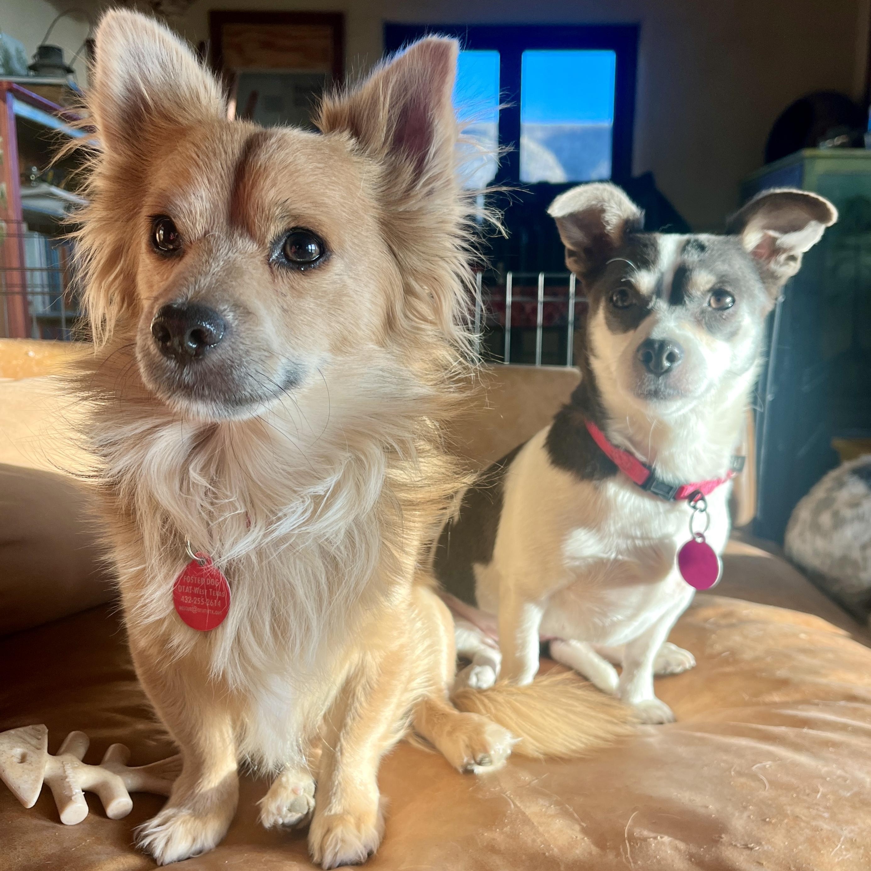 Apple and Empire, ADOPTABLE, Adult Male Chihuahua.