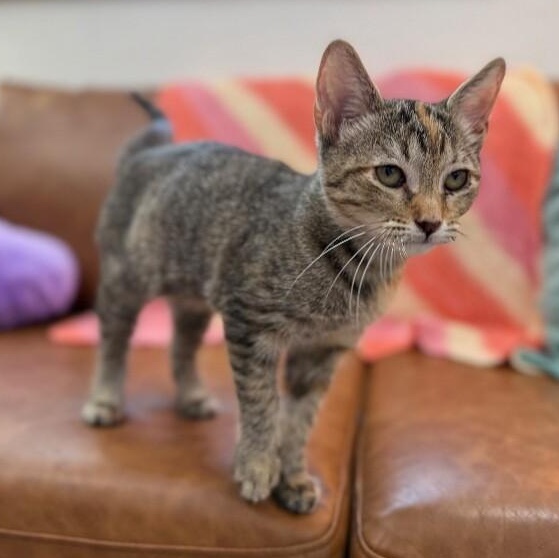 Nashville Barrera — thumbnail 4