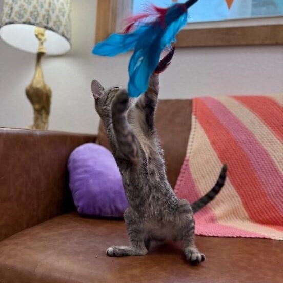 Nashville Barrera — thumbnail 5