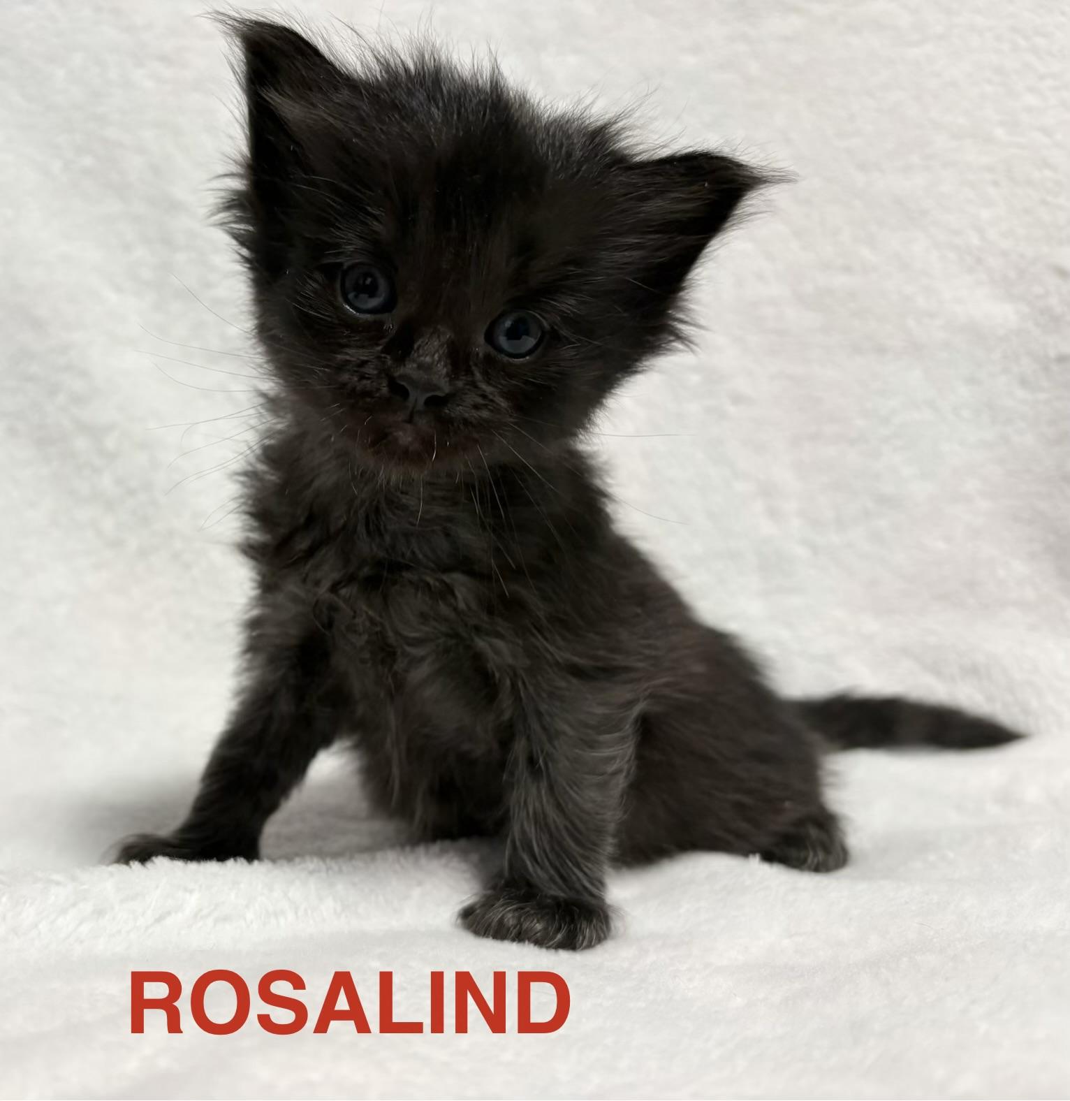 Rosalind, Adoptable, Kitten Female Domestic Medium Hair.