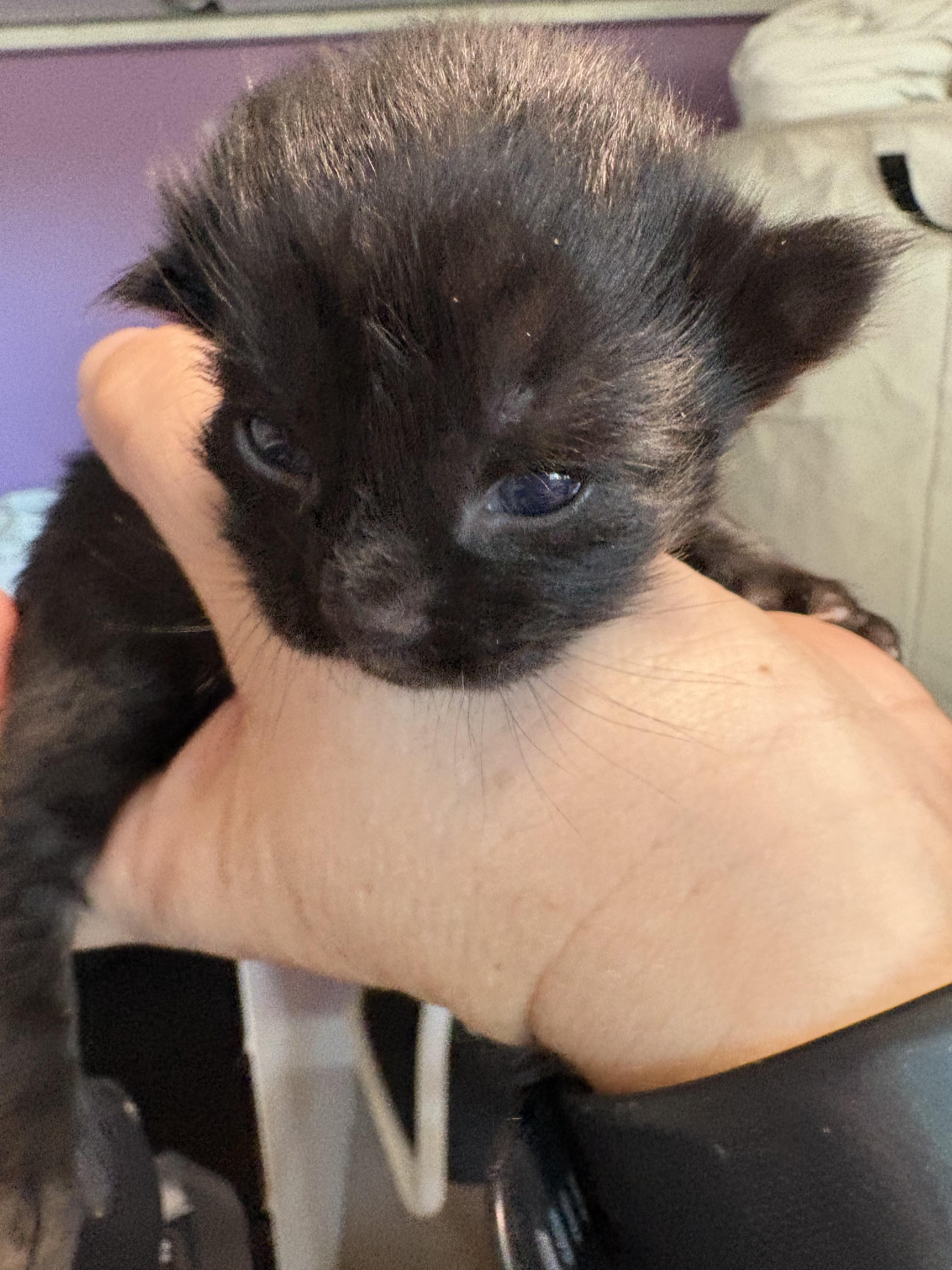 Enlarge Rosalind, a Adoptable mixed breed in Dixon, CA image 2/2