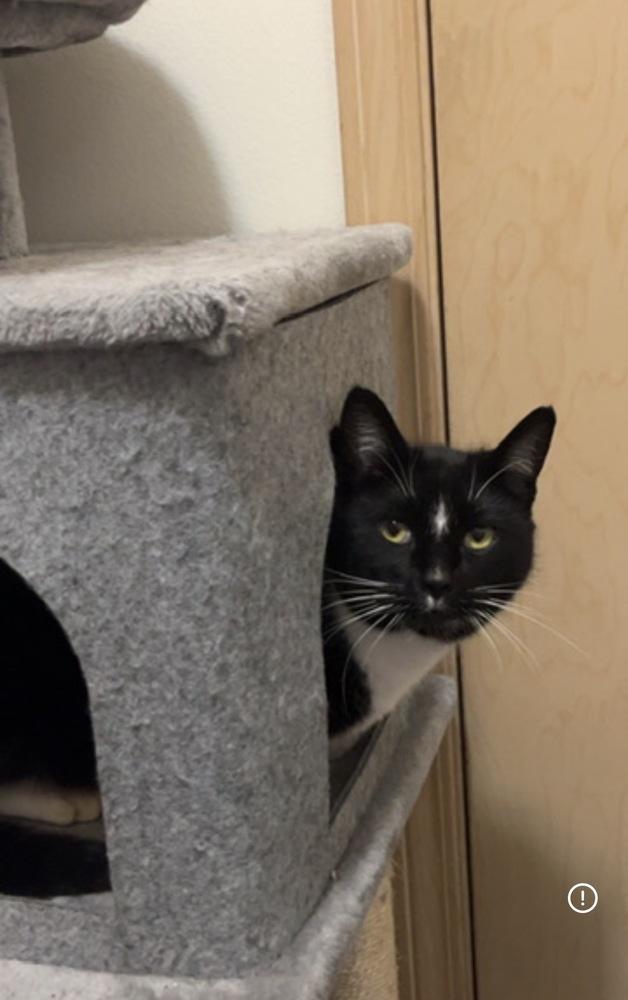 Enlarge Lola, a Adoptable Domestic Short Hair in Bellingham, WA image 1/5
